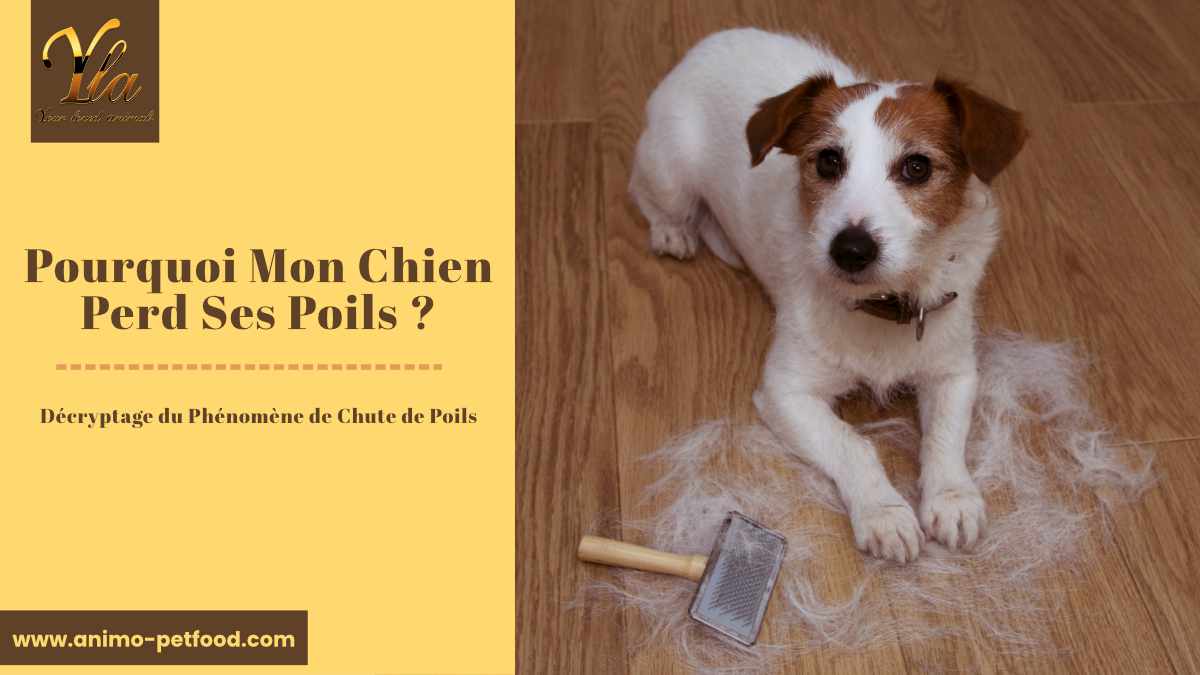 pourquoi-mon-chien-perd-ses-poils